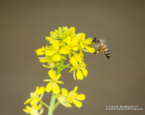 Honeybee on Mustard