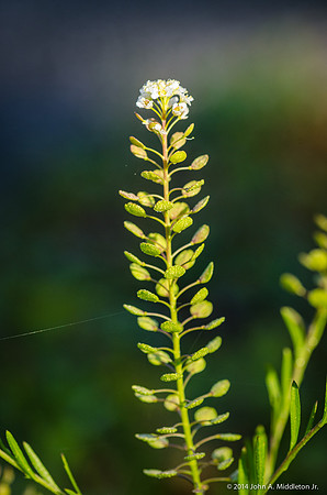 Pepperweed