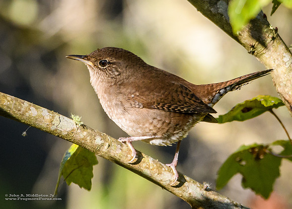 House Wren