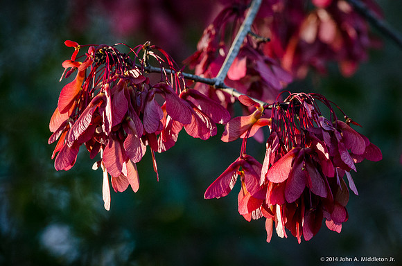 Red Maple Seeds