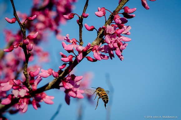 Honeybee and Redbud