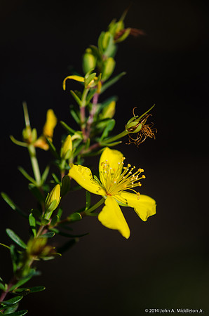 Flatwoods St. Johnswort
