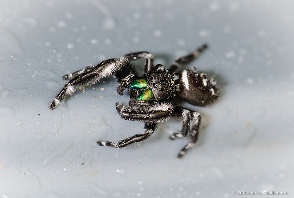 Bold Jumping Spider