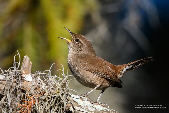 House Wren Fussing