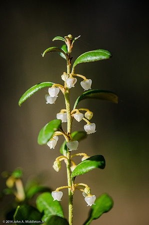 Blueberry in Bloom