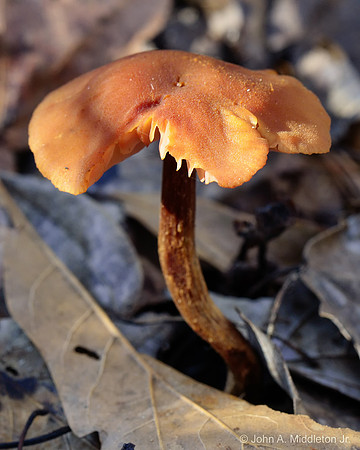 Mushroom in Morning Sun