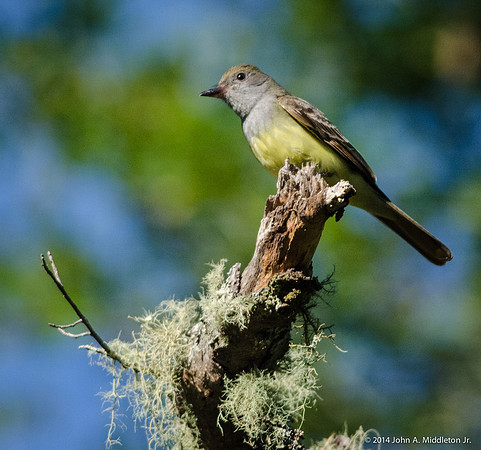 Great Crested Flycatcher