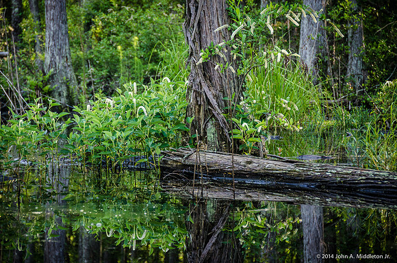Dawn Reflections