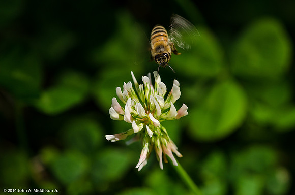 Honeybee Flying in Clover