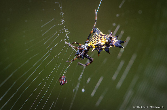 Spiny Orb Weaver