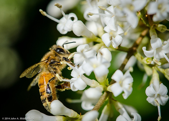 Honeybee on Ligustrum