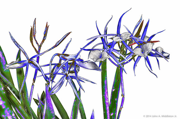 Brassavola Little Stars