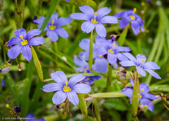 Blue-eyed Grass