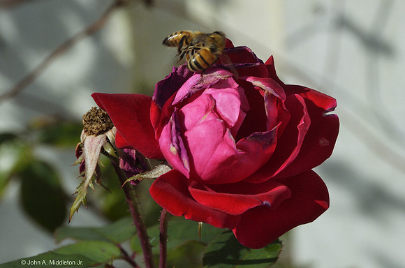 Bees Battle Over a Rose