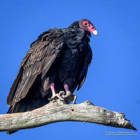 Turkey Vulture