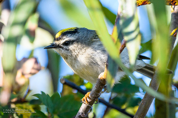 Golden Crowned Kinglet