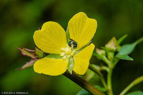 Primrose Willow with Native Pollinator
