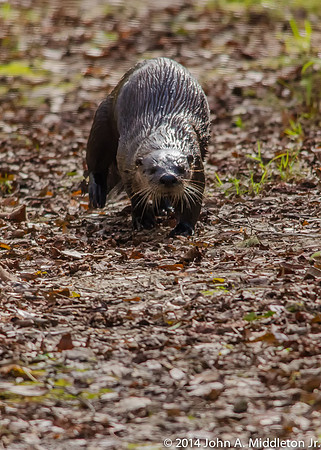 River Otter