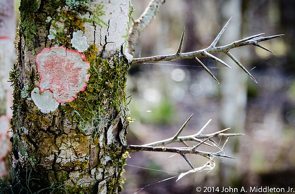 Lichen on Water Locust