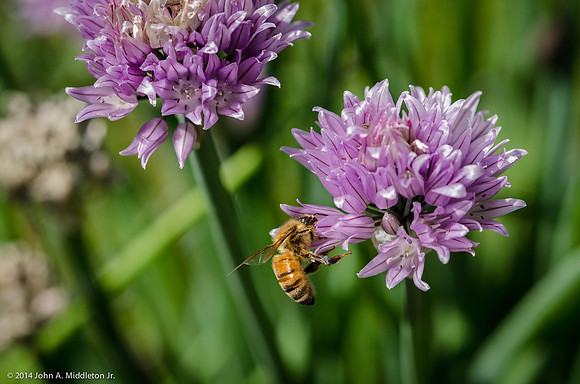 Honeybee on Chive Blossoms