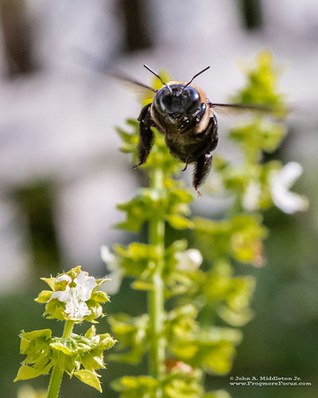 Bumblebee and Basil