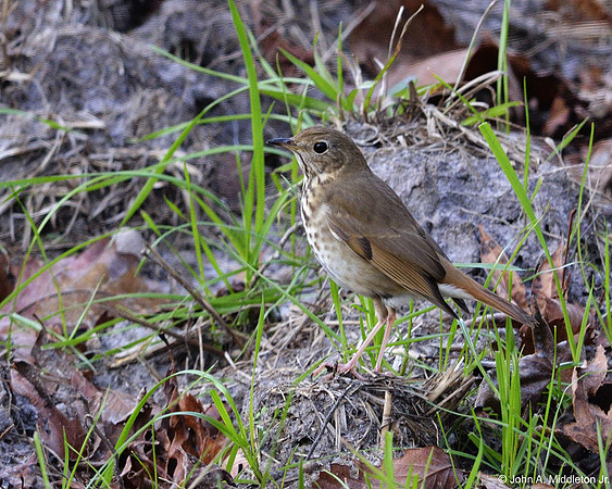 Hermit Thrush