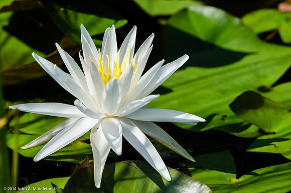 Water Lily Blossom