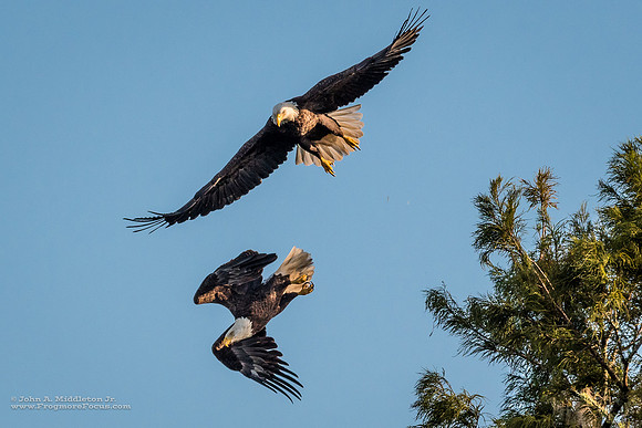 Eagle Pair