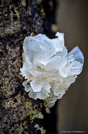 Snow Fungus