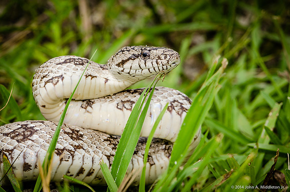 Grey Rat Snake