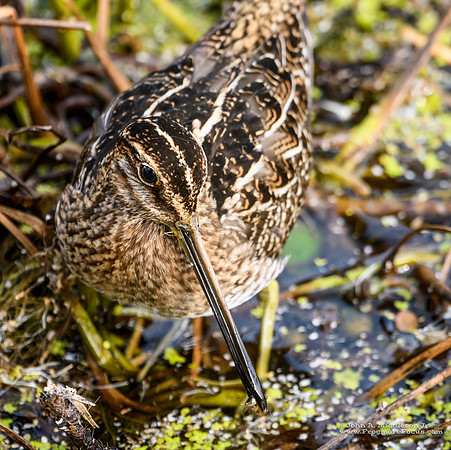 Wilson's Snipe with Prey