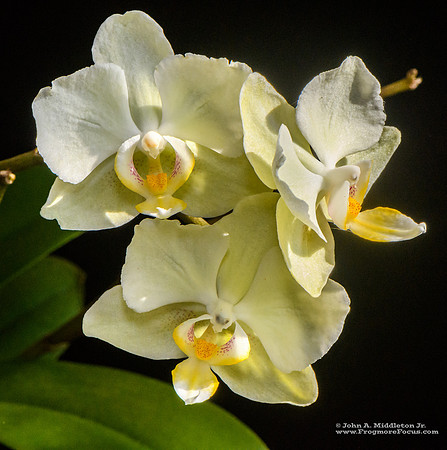 Phaleanopsis NOID