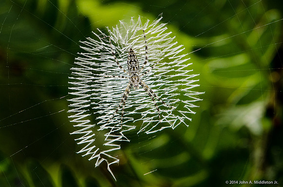 Argiope on Web