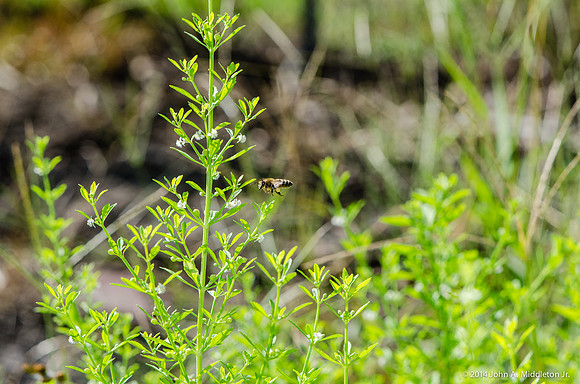 Honeybee Seeking Nectar