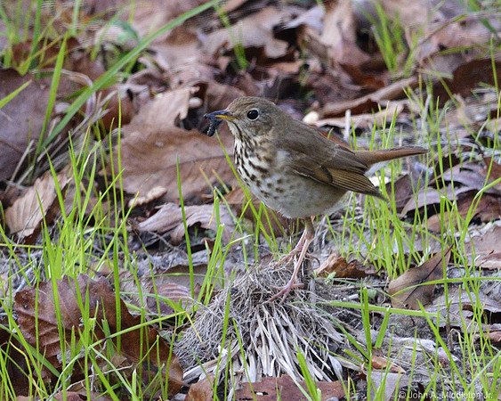 Hermit Thrush with Prey