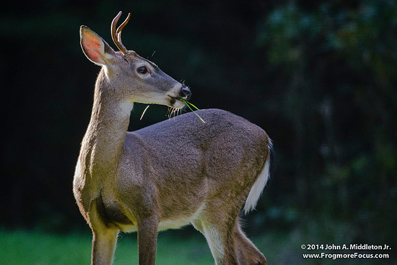 Young Buck