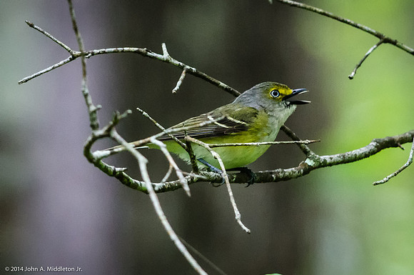 White Eyed Vireo Singing