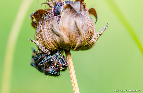 Jumping Spider on Tickseed Head
