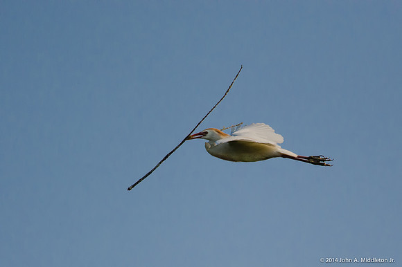 Cattle Egret with Nest Material