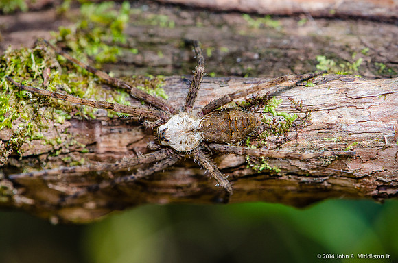 Whitebanded Fishing Spider Hidden on Log