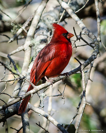 Northern Cardinal (male)