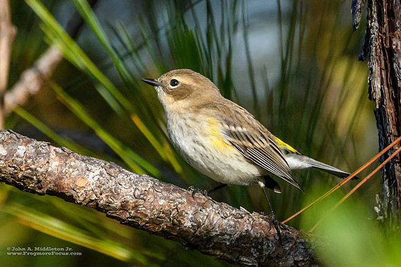 Yellow-rumped Warbler