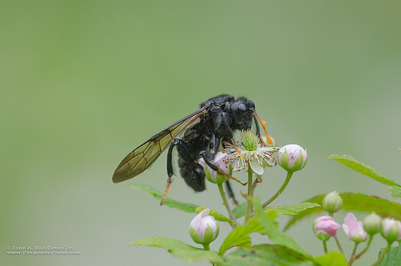 Elm Sawfly