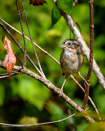 Swamp Sparrow