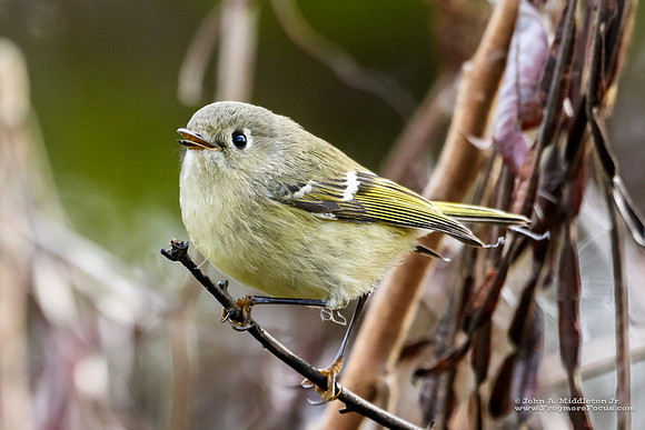 Ruby-crowned Kinglet
