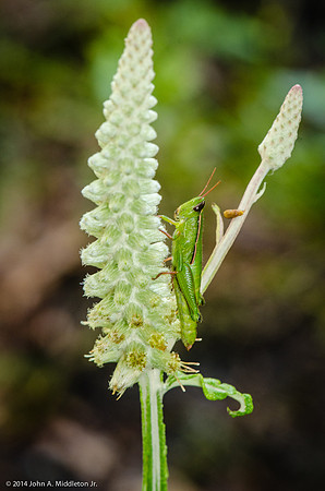Grasshopper On Blackroot