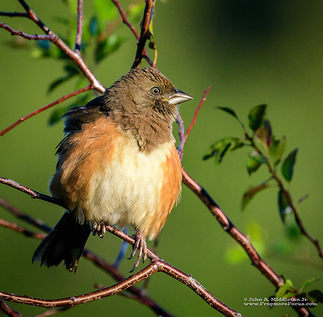 Eastern Towhee (female)