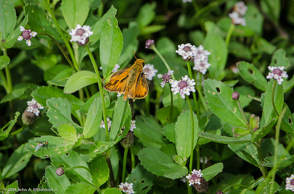Fiery Skipper on Frogfruit