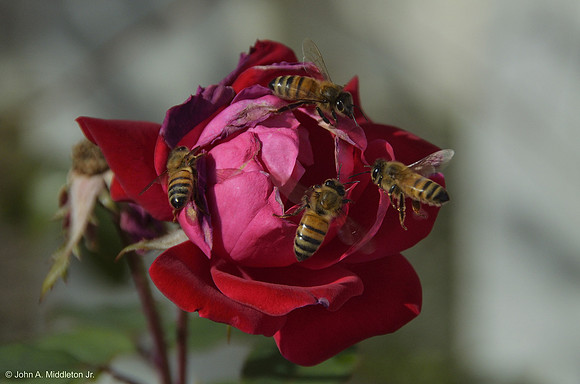 Four Bees Share a Rose