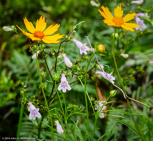 Wildflowers in the Sun